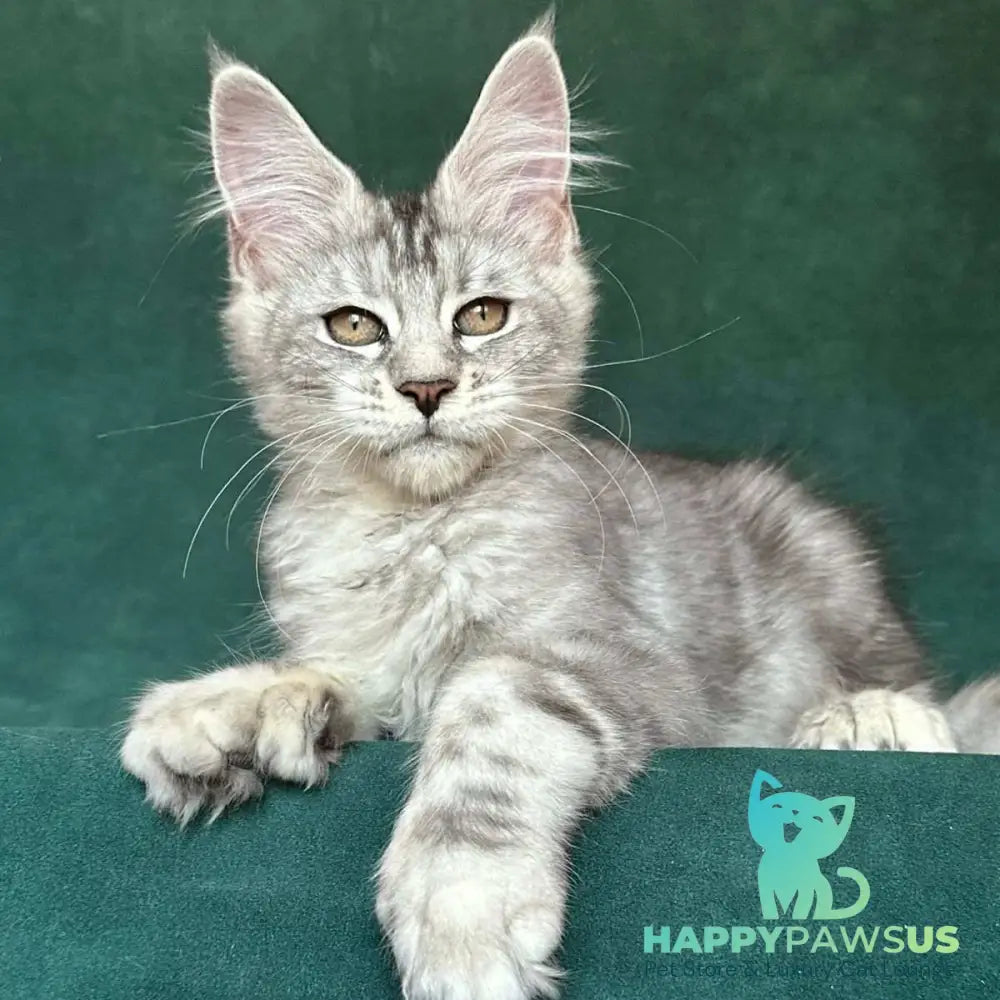 Jalila Maine Coon polydactyl 5x6x6x6 female black silver tabby - live animals