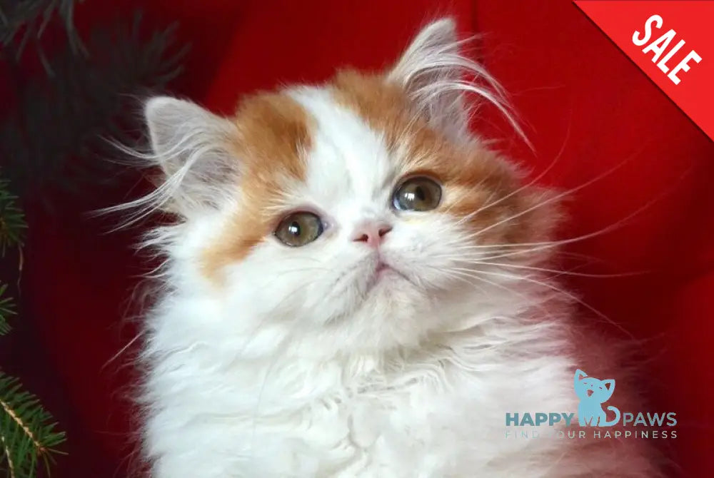 Jam Scottish Straight male red tabby harlequin live animals