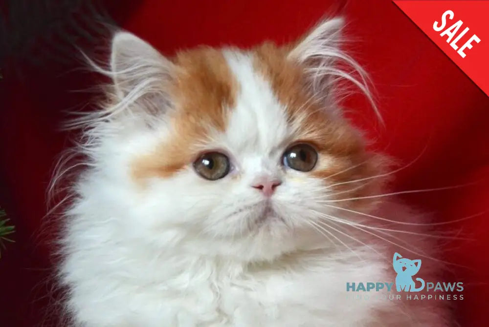 Jam Scottish Straight male red tabby harlequin live animals