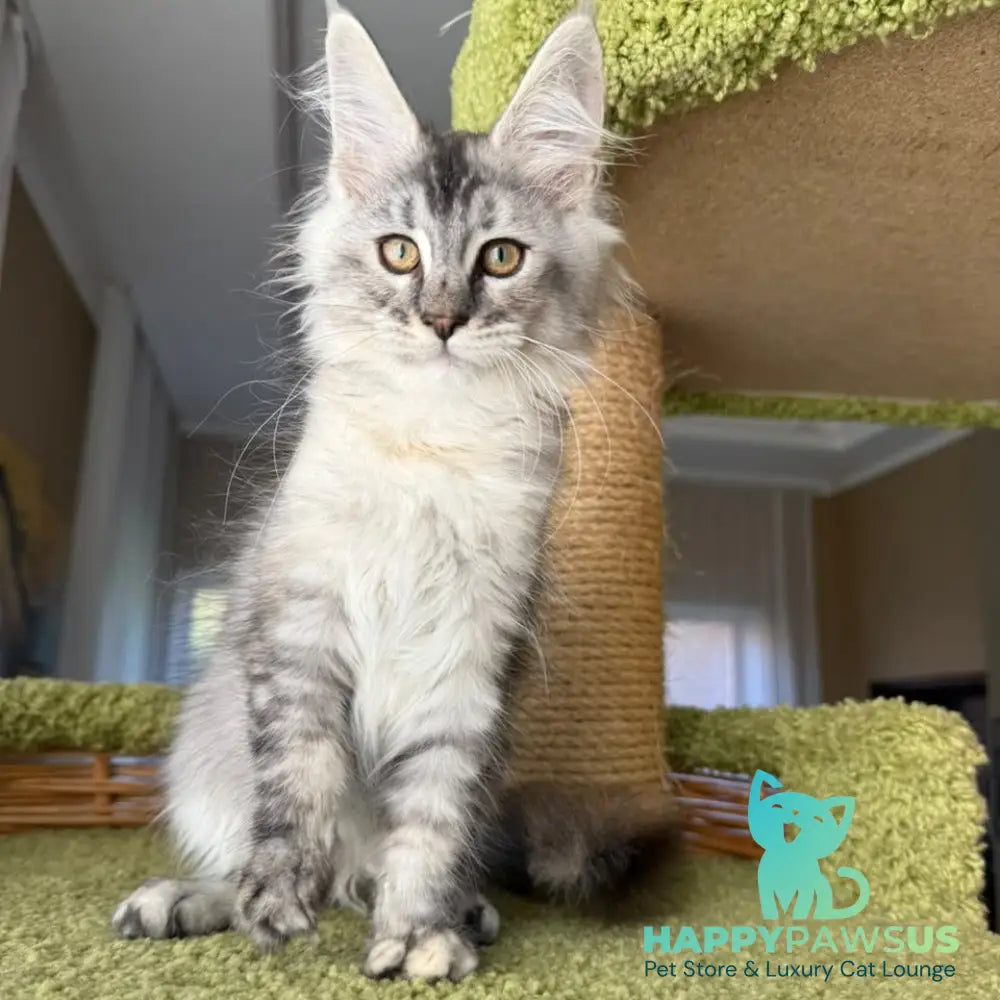 Jamaica Maine Coon female black tortie silver ticked tabby - live animals