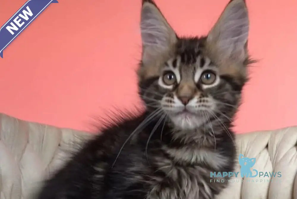 Jamaica Maine Coon male black tabby live animals