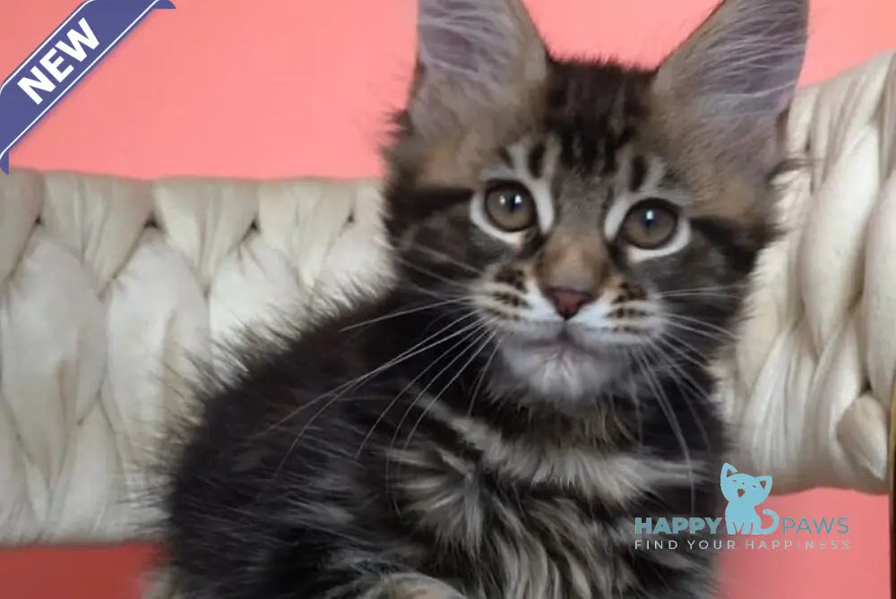 Jamaica Maine Coon male black tabby live animals