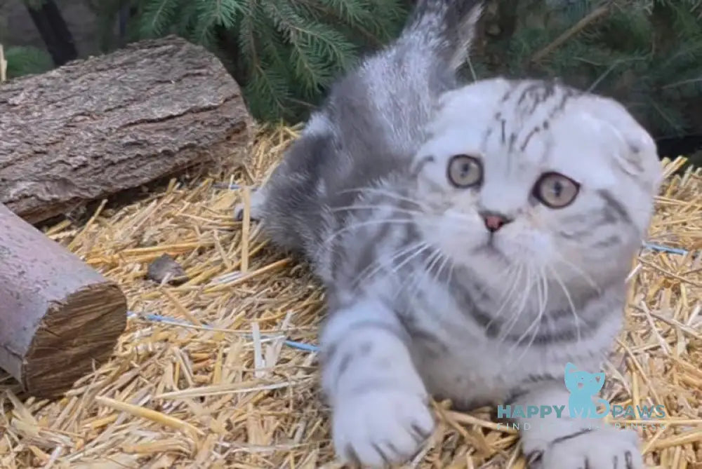 Jambo Scottish Fold male black silver tabby live animals