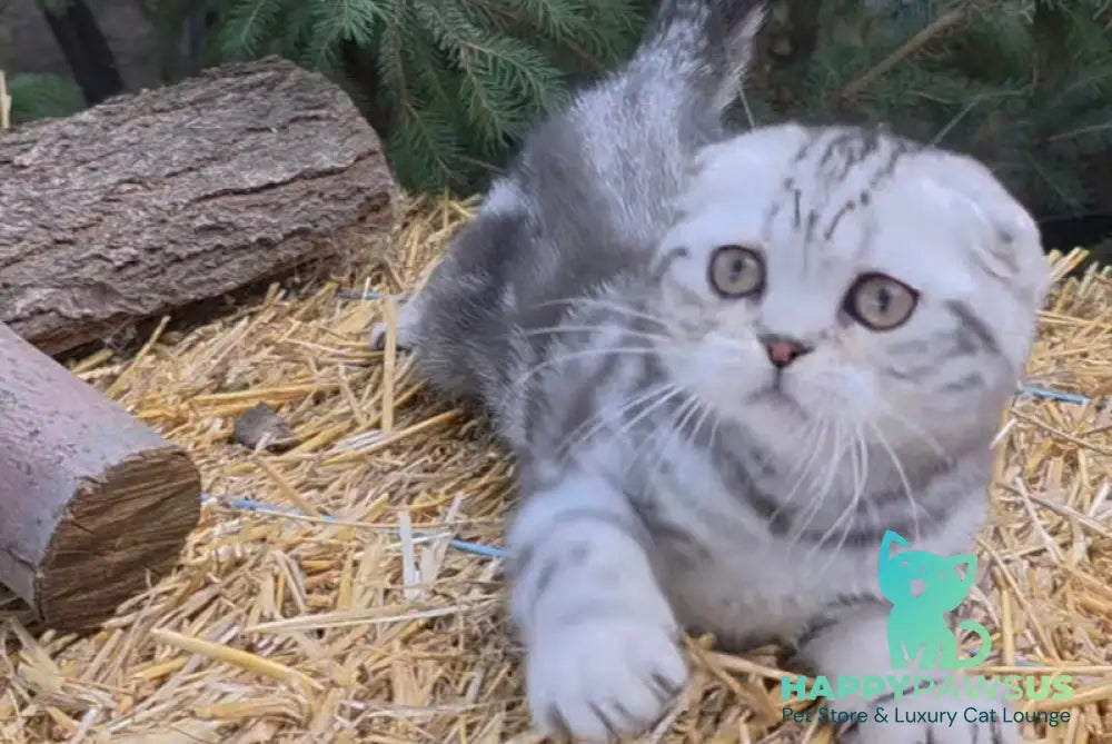 Jambo Scottish Fold male black silver tabby live animals