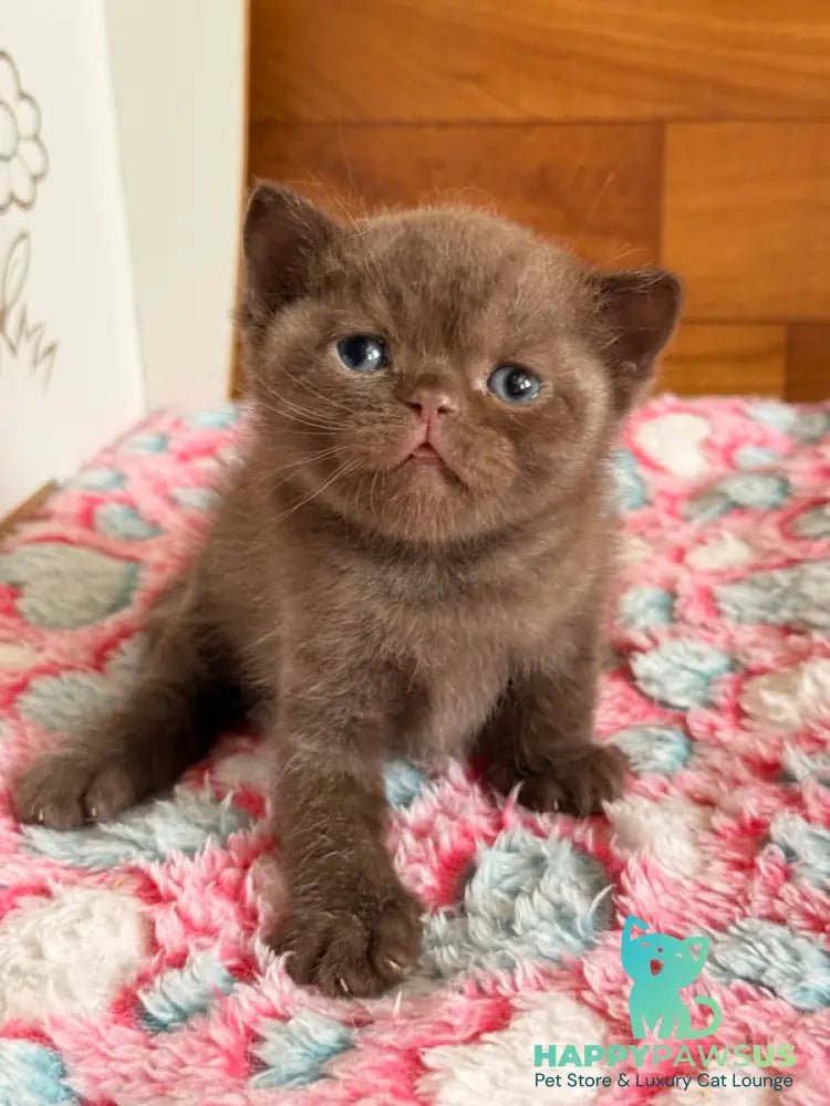 James British Shorthair male chocolate - live animals