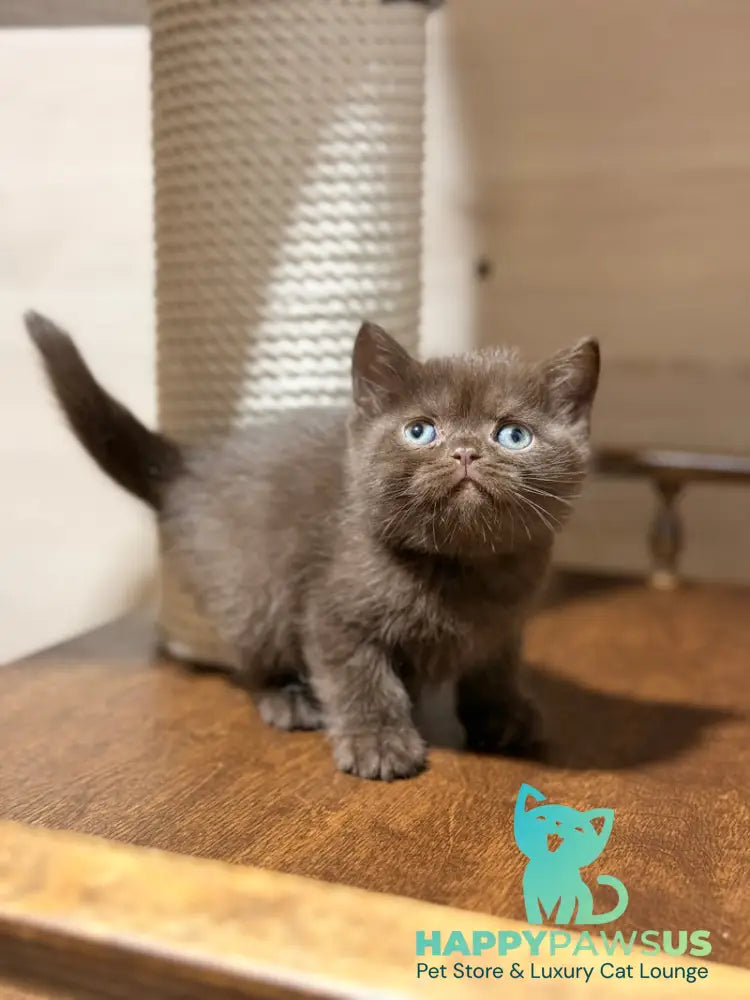 James British Shorthair male chocolate - live animals