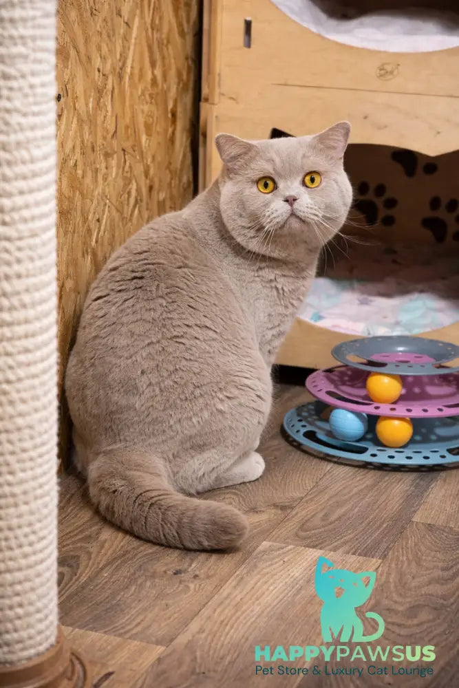 James British Shorthair male chocolate - live animals