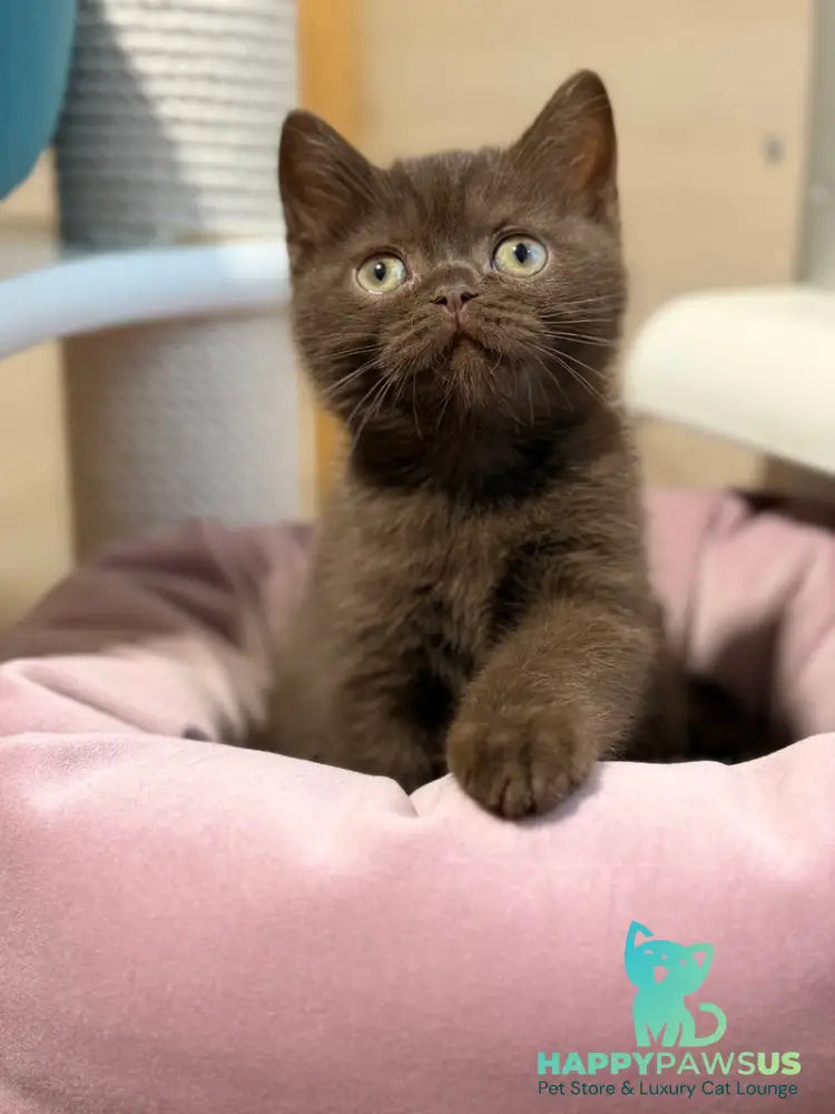 James British Shorthair male chocolate - live animals