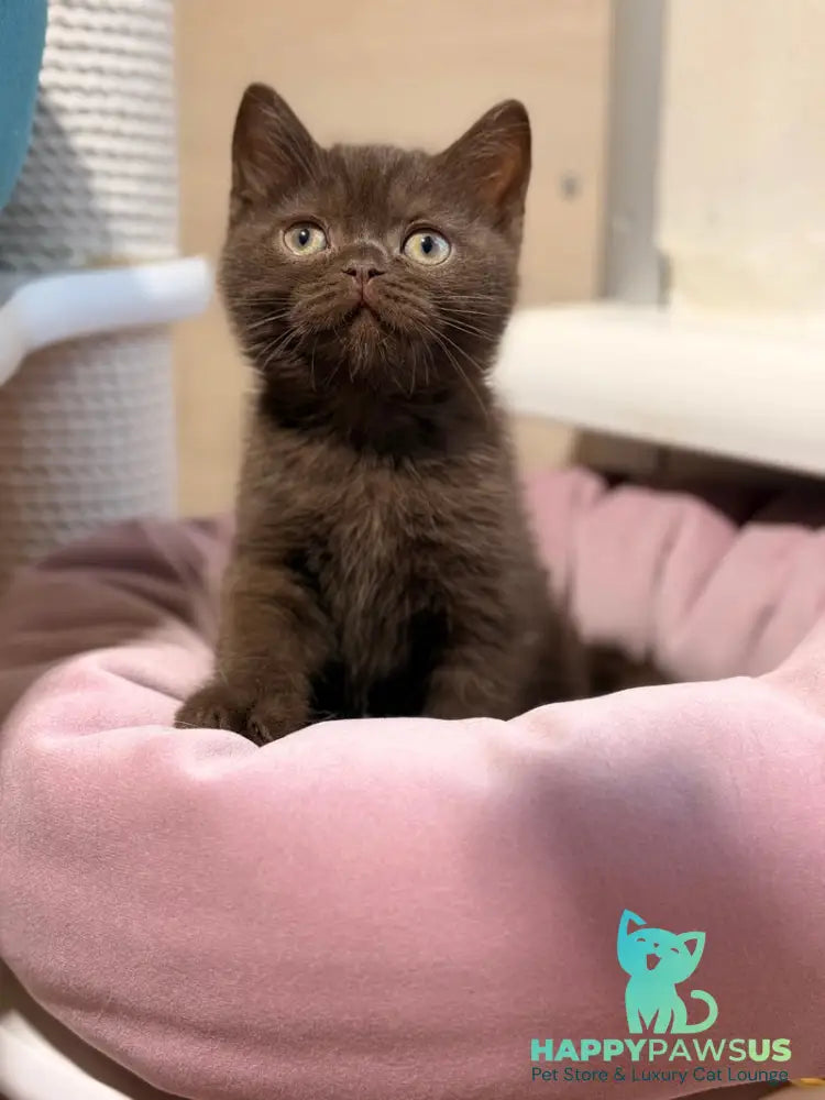 James British Shorthair male chocolate - live animals