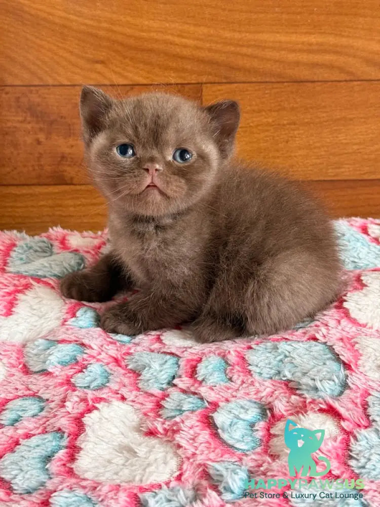 James British Shorthair male chocolate - live animals