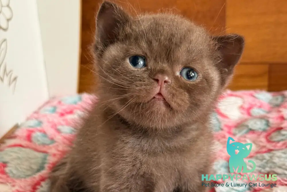 James British Shorthair male chocolate - live animals