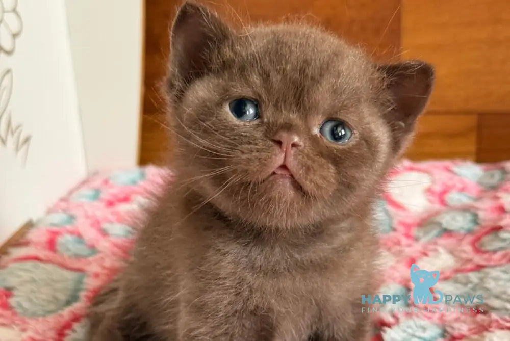 James British Shorthair male chocolate - live animals