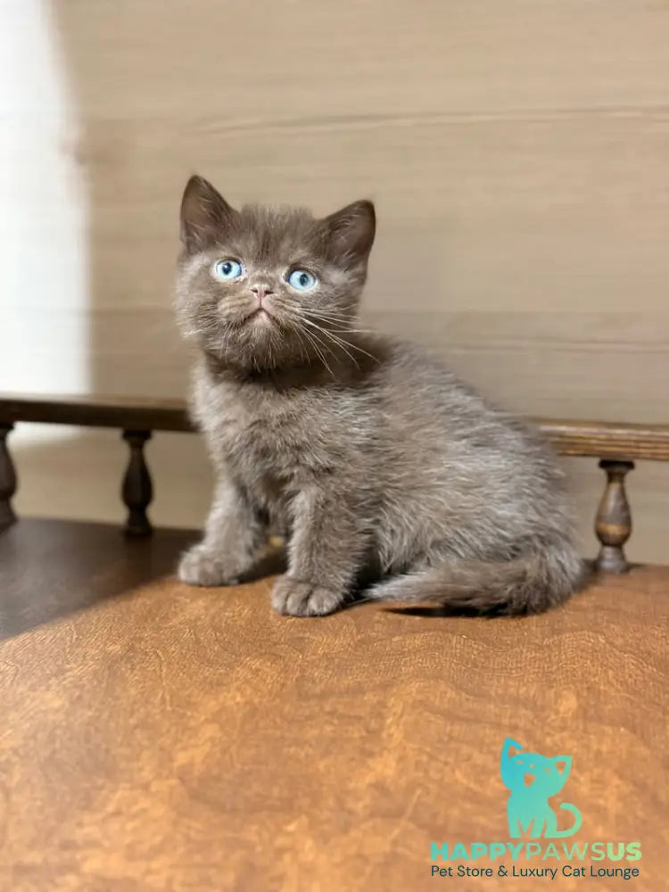 James British Shorthair male chocolate - live animals