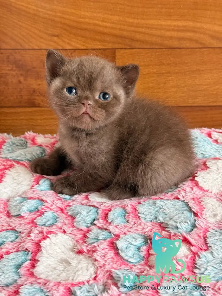James British Shorthair male chocolate - live animals