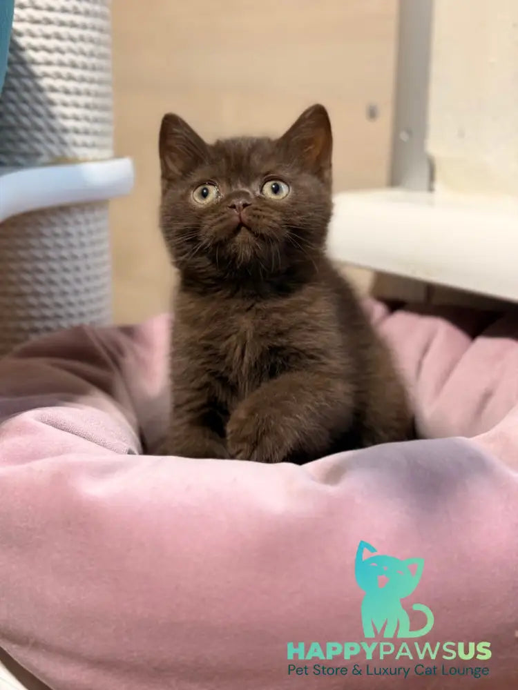 James British Shorthair male chocolate - live animals