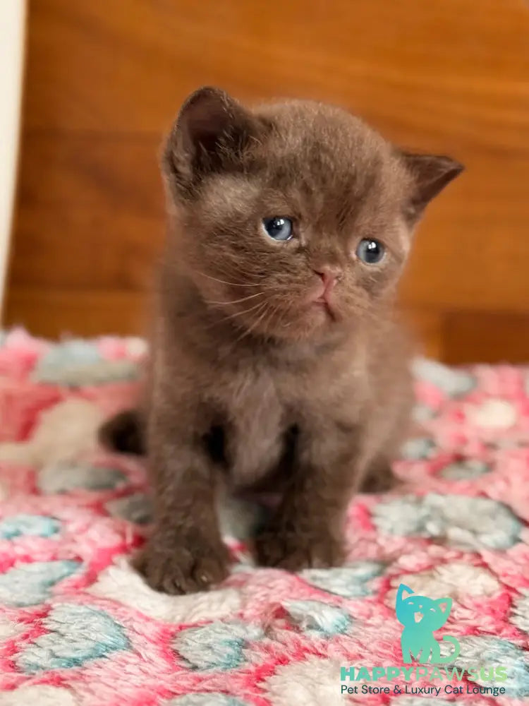James British Shorthair male chocolate - live animals