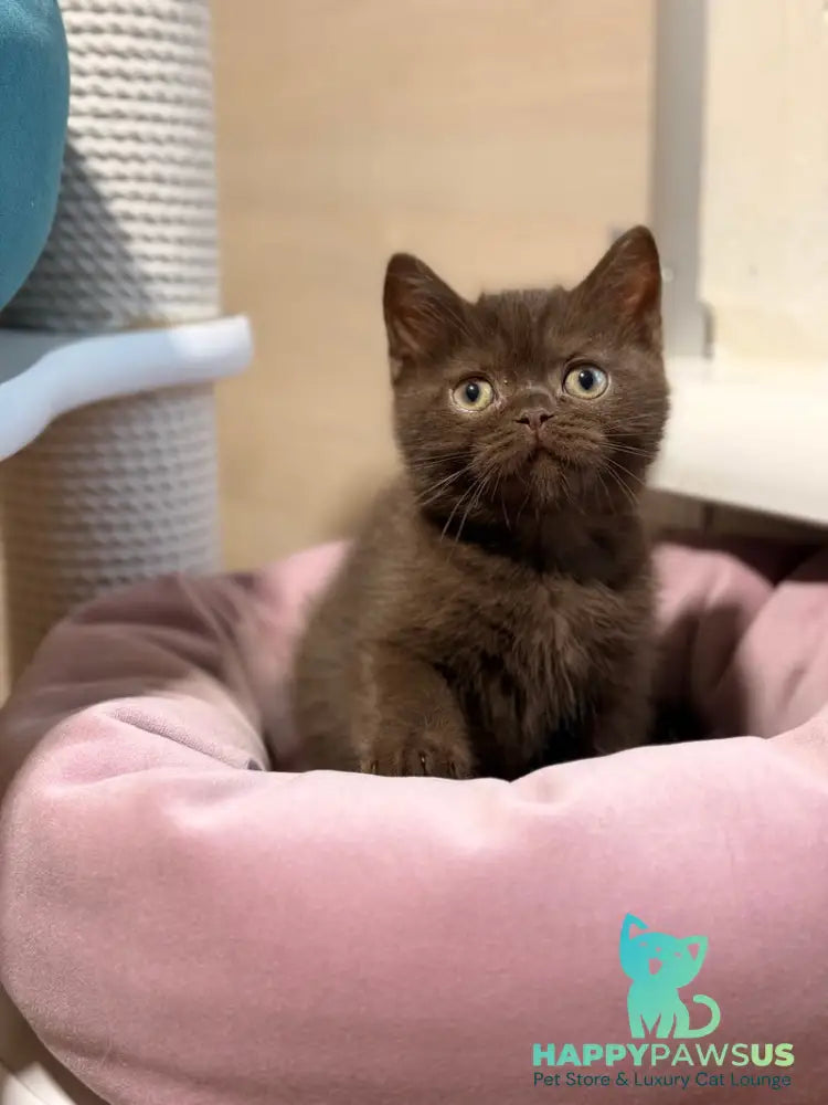 James British Shorthair male chocolate - live animals
