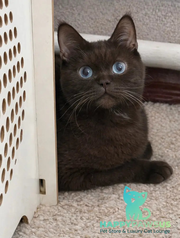 James British Shorthair male chocolate - live animals
