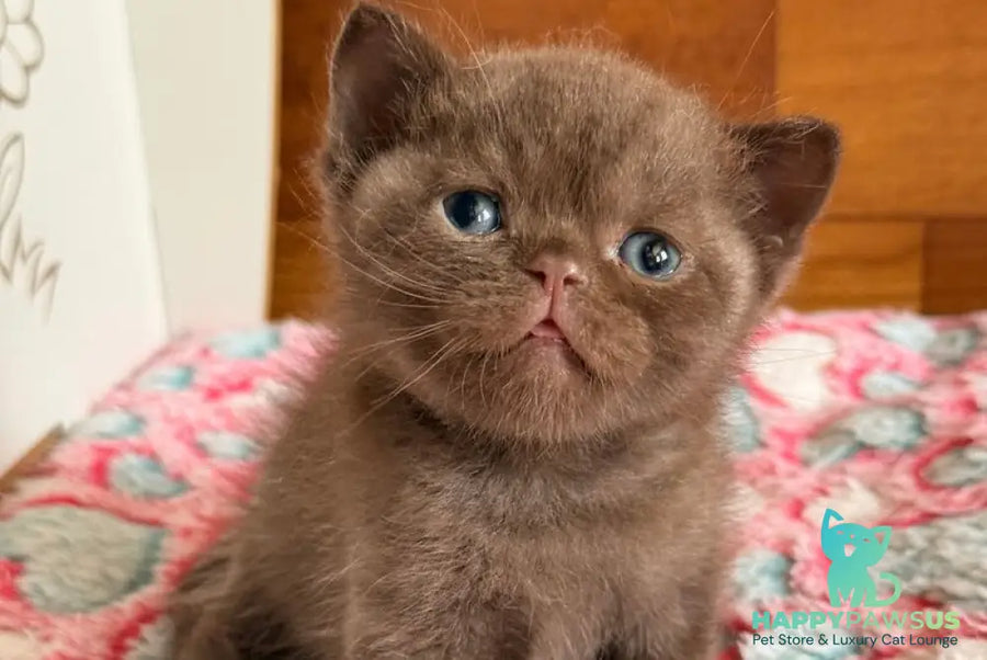 James British Shorthair male chocolate - live animals