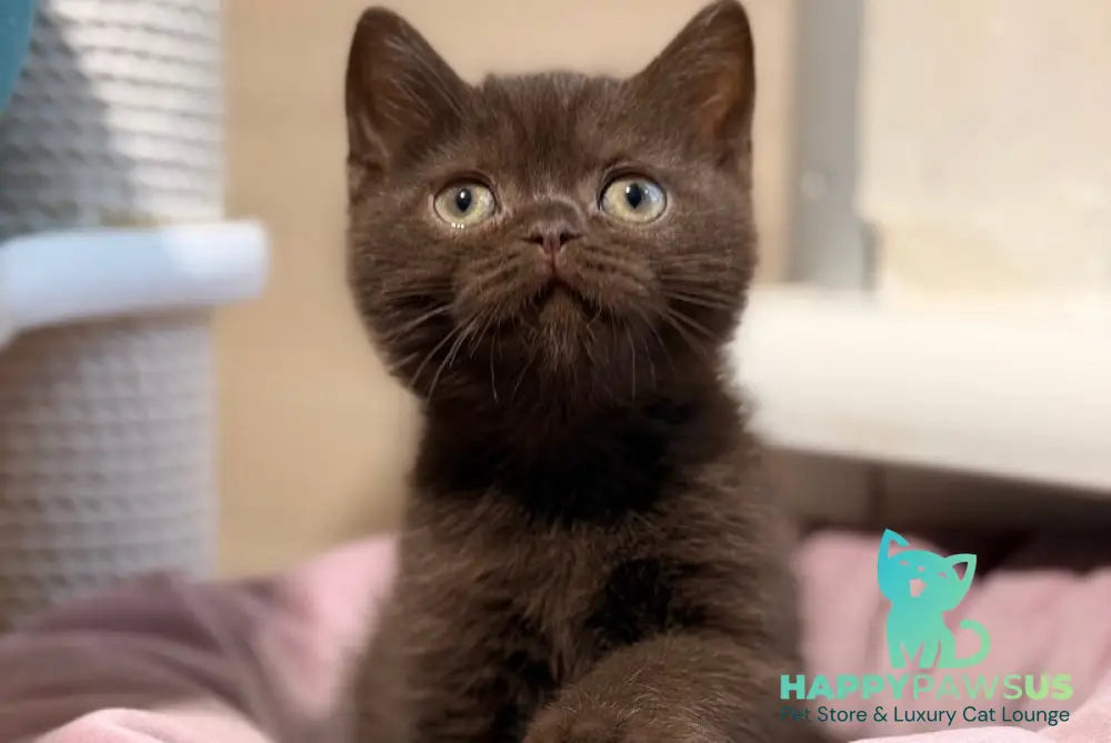 James British Shorthair male chocolate - live animals