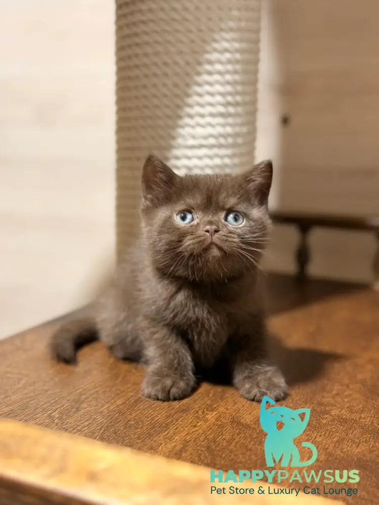 James British Shorthair male chocolate - live animals