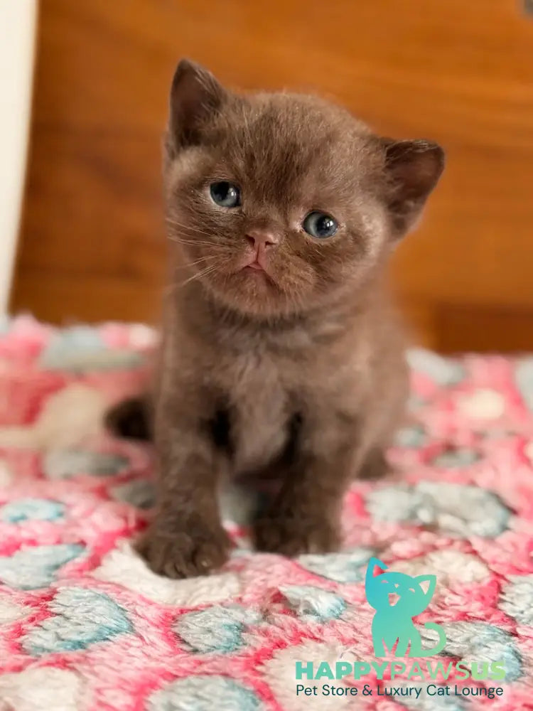 James British Shorthair male chocolate - live animals