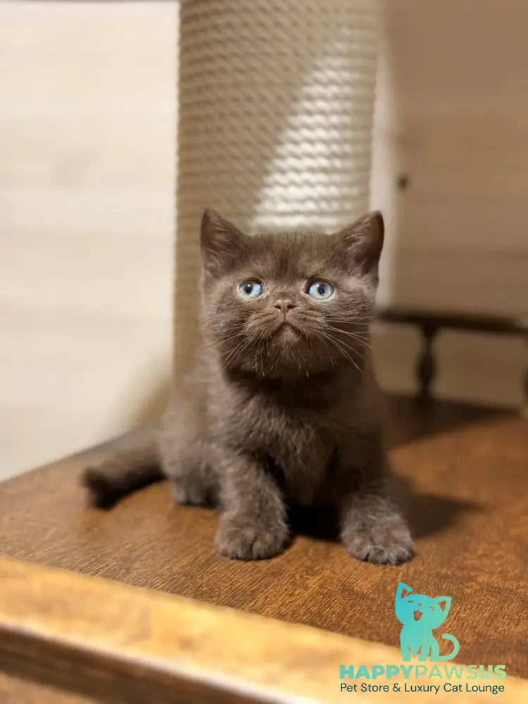 James British Shorthair male chocolate - live animals