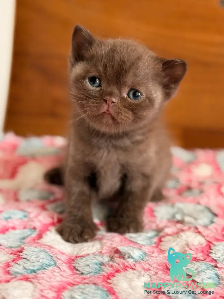 James British Shorthair male chocolate - live animals