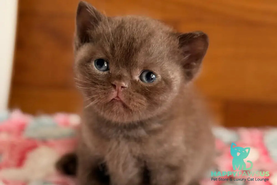 James British Shorthair male chocolate - live animals