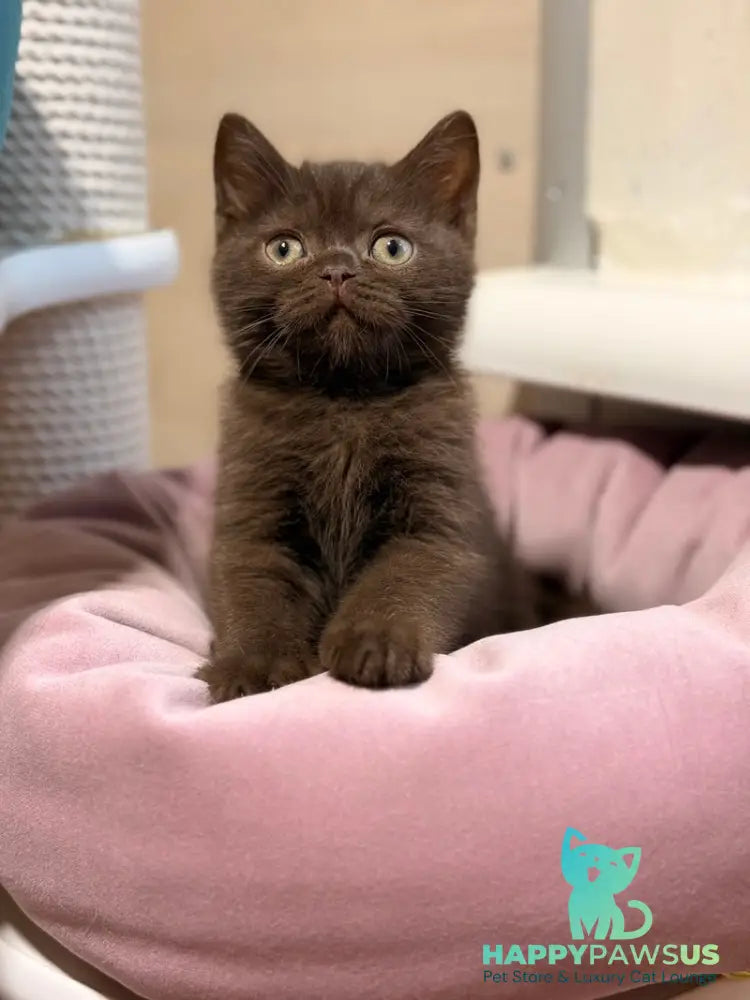 James British Shorthair male chocolate - live animals