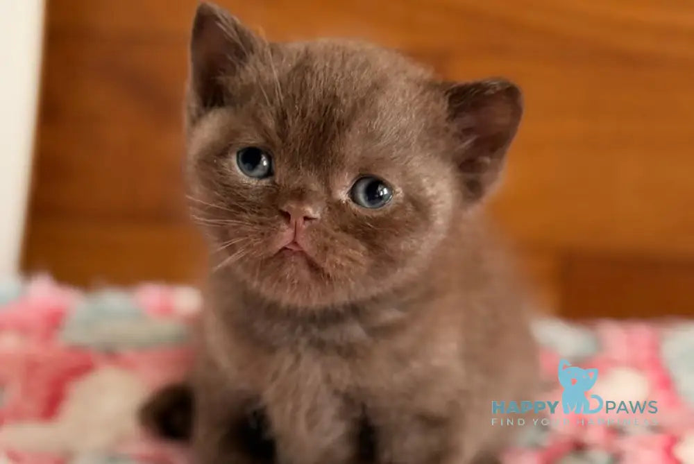 James British Shorthair male chocolate - live animals