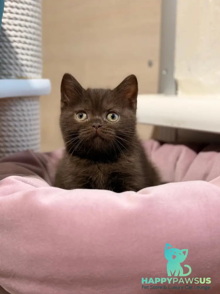 James British Shorthair male chocolate - live animals