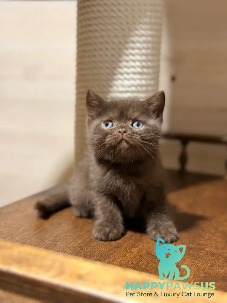James British Shorthair male chocolate - live animals