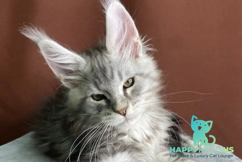Jan Maine Coon male black silver tabby live animals