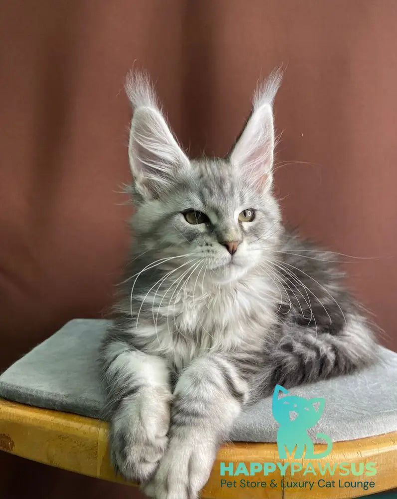 Jan Maine Coon male black silver tabby live animals