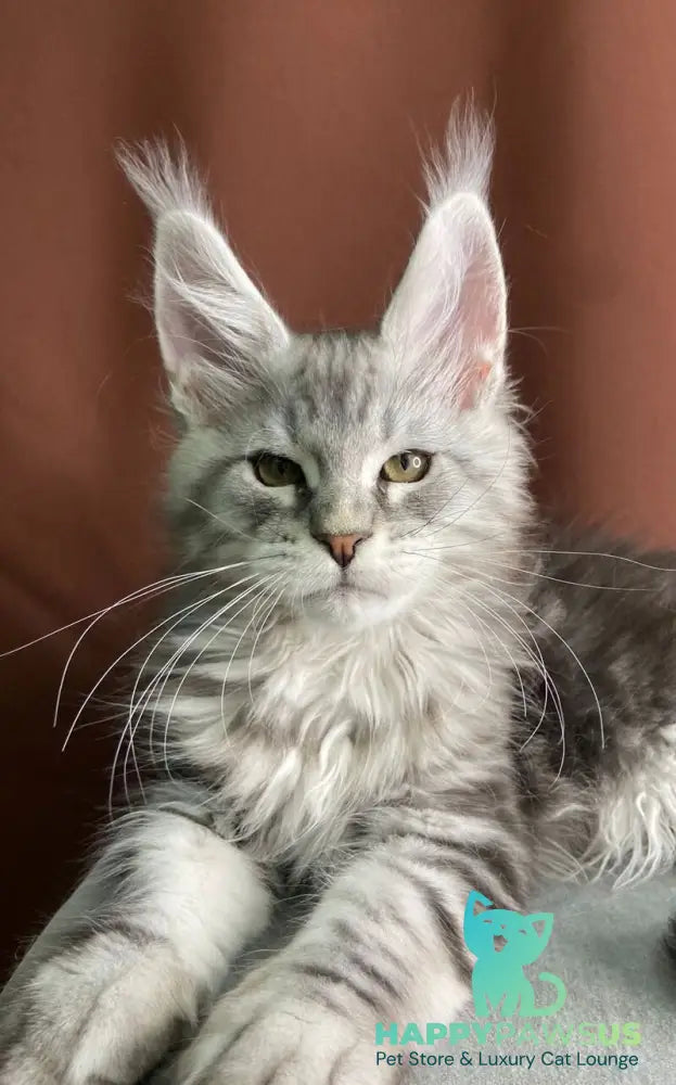 Jan Maine Coon male black silver tabby live animals