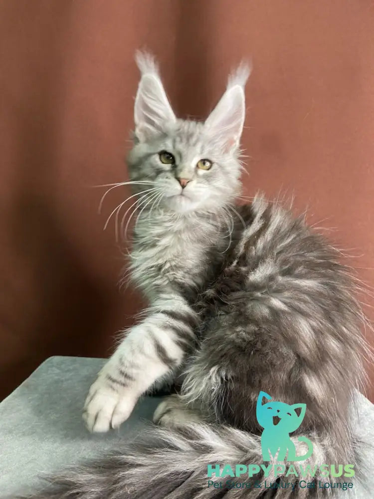 Jan Maine Coon male black silver tabby live animals