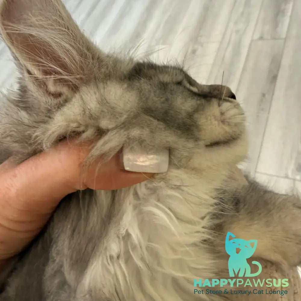 Jana Maine Coon female black silver ticked tabby - live animals