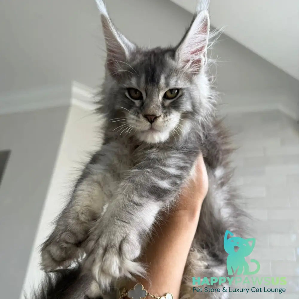 Jana Maine Coon female black silver ticked tabby - live animals