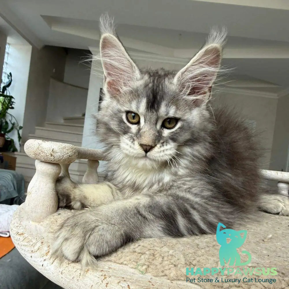 Jana Maine Coon female black silver ticked tabby - live animals