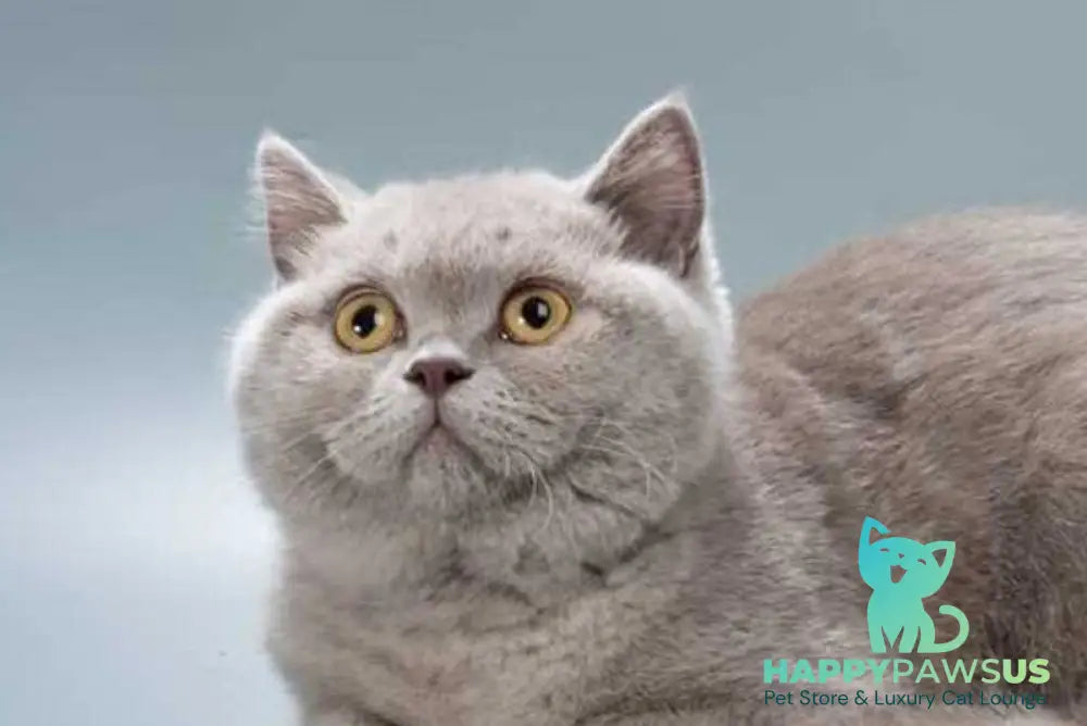 Jane British Shorthair female lilac live animals