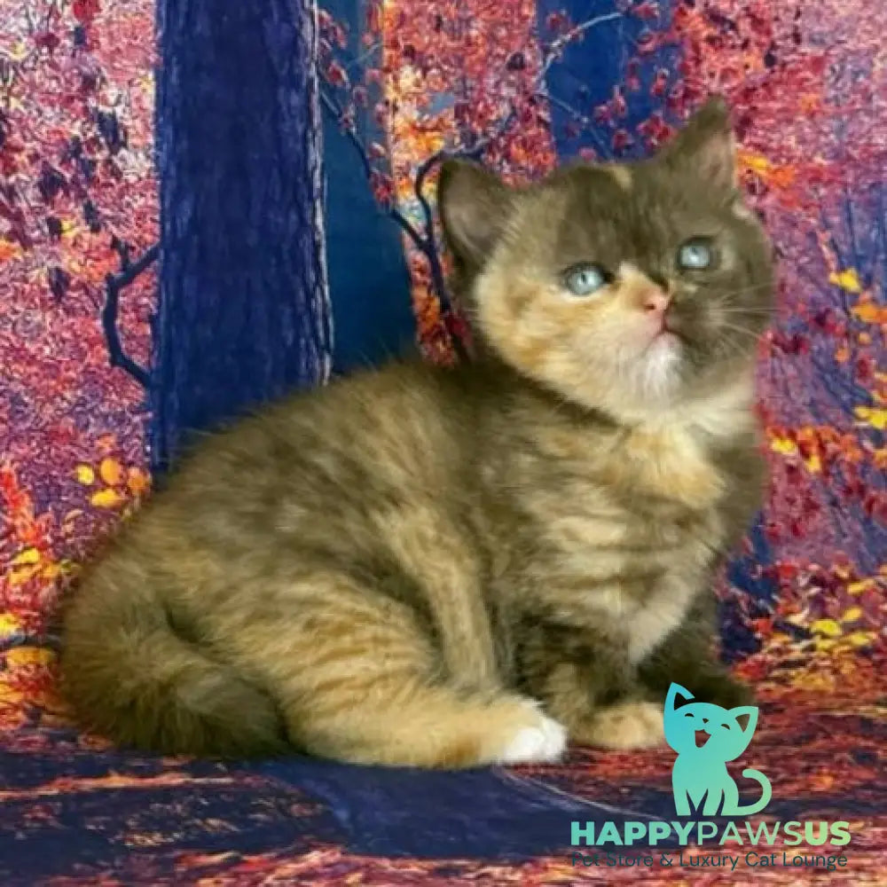 Jane Munchkin female chocolate tortie bicolour - live animals