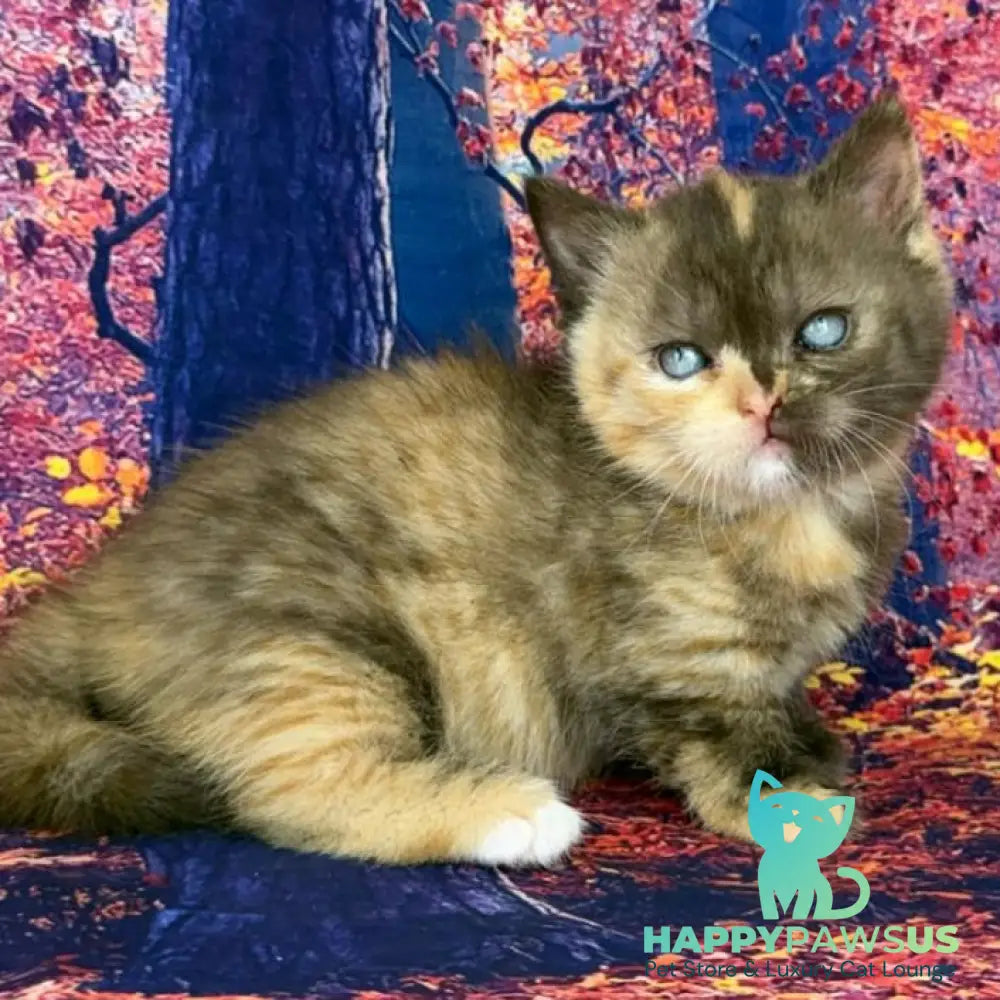 Jane Munchkin female chocolate tortie bicolour - live animals