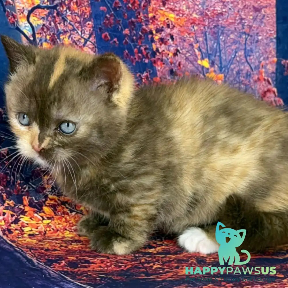 Jane Munchkin female chocolate tortie bicolour - live animals