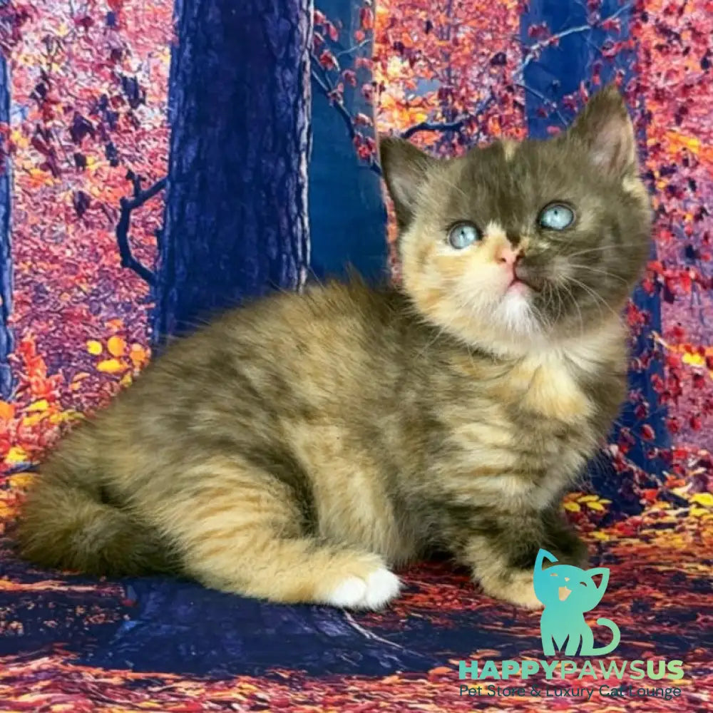 Jane Munchkin female chocolate tortie bicolour - live animals