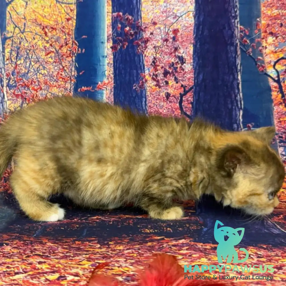 Jane Munchkin female chocolate tortie bicolour - live animals