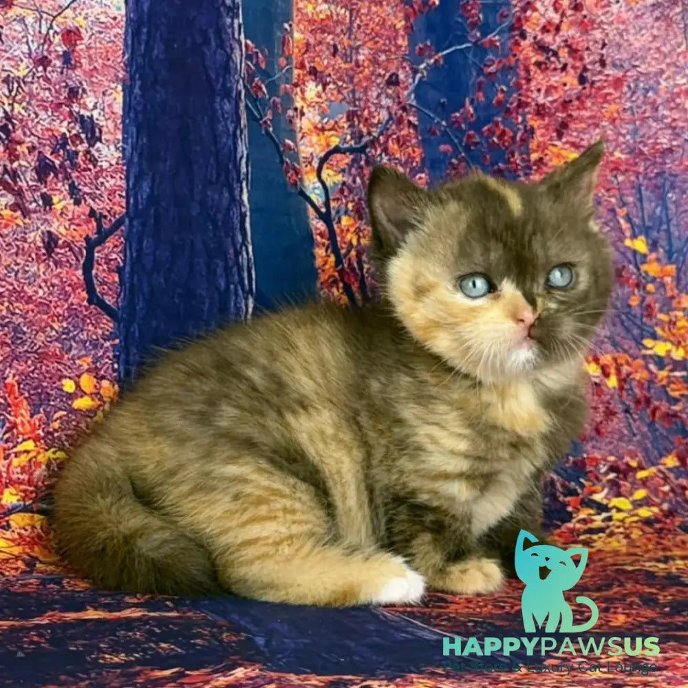 Jane Munchkin female chocolate tortie bicolour - live animals