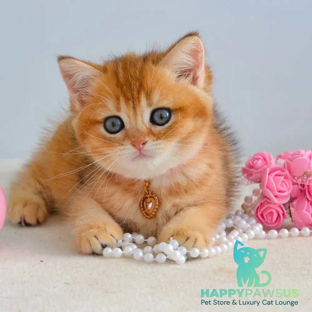 Jane Scottish Straight female black golden shaded - live animals
