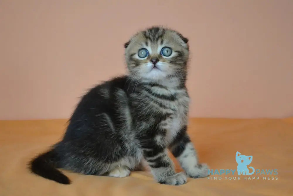 Janell Scottish Fold female black tabby live animals