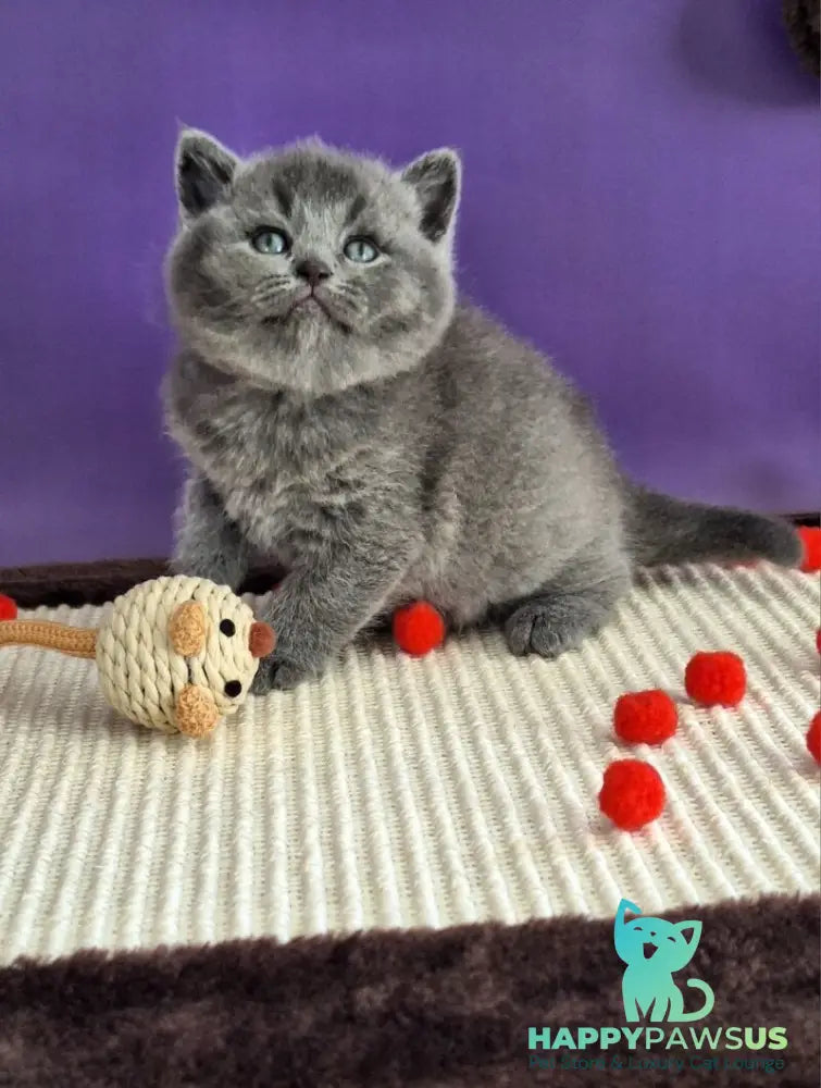 Janeta British Shorthair female blue - live animals